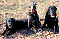 Tanya_s Pups 1