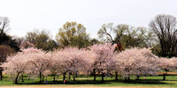 Cherry Blossoms 2