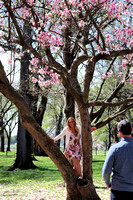 Cherry Blossoms 16